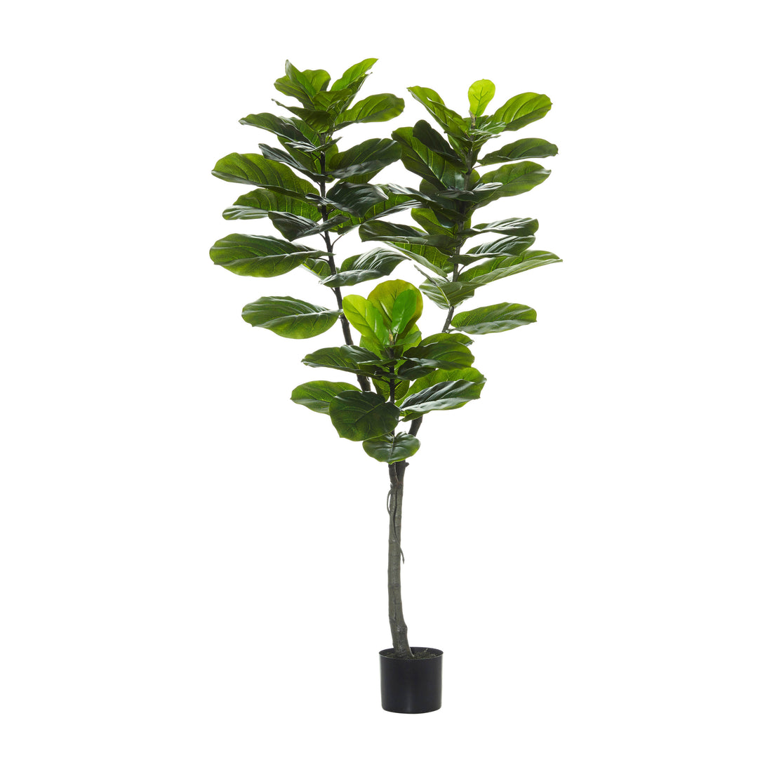 Rogue Giant Fiddle Tree Green