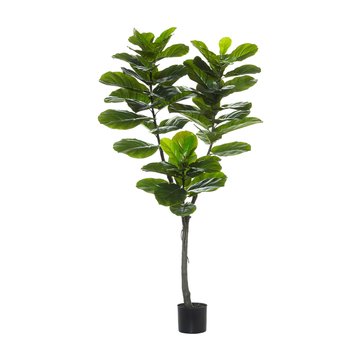 Rogue Giant Fiddle Tree Green