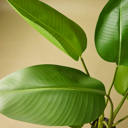 Faux Giant Bird of Paradise Plant | 183cm