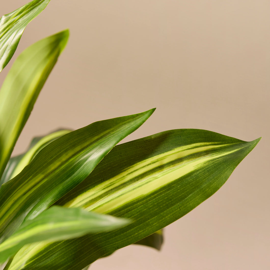 Faux Dracaena Plant | 60cm