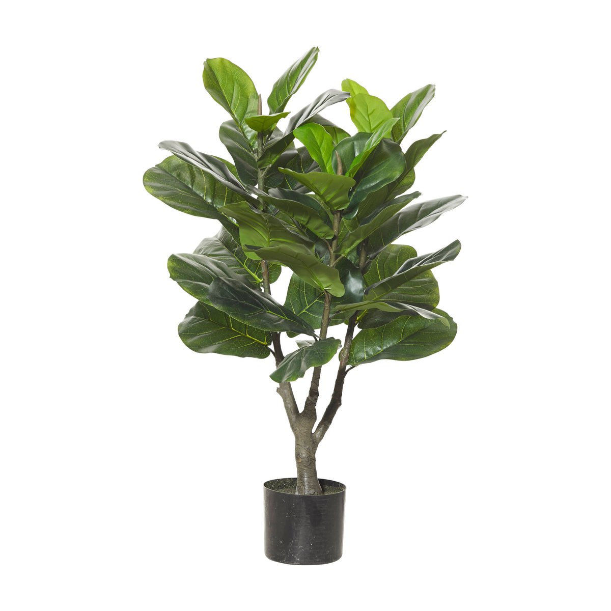 Rogue Giant Fiddle Tree Green