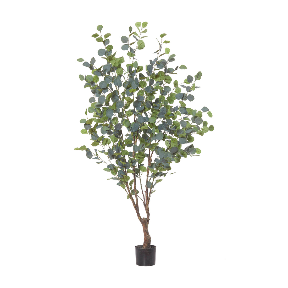 Rogue Eucalyptus Tree Green