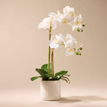 Faux Butterfly Orchid - Ceramic Pot | 48cm