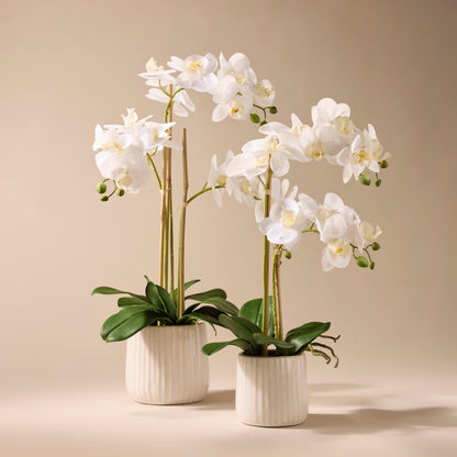 Faux Butterfly Orchid - Ceramic Pot | 48cm