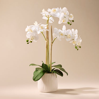 Faux Butterfly Orchid - Ceramic Pot | 60cm