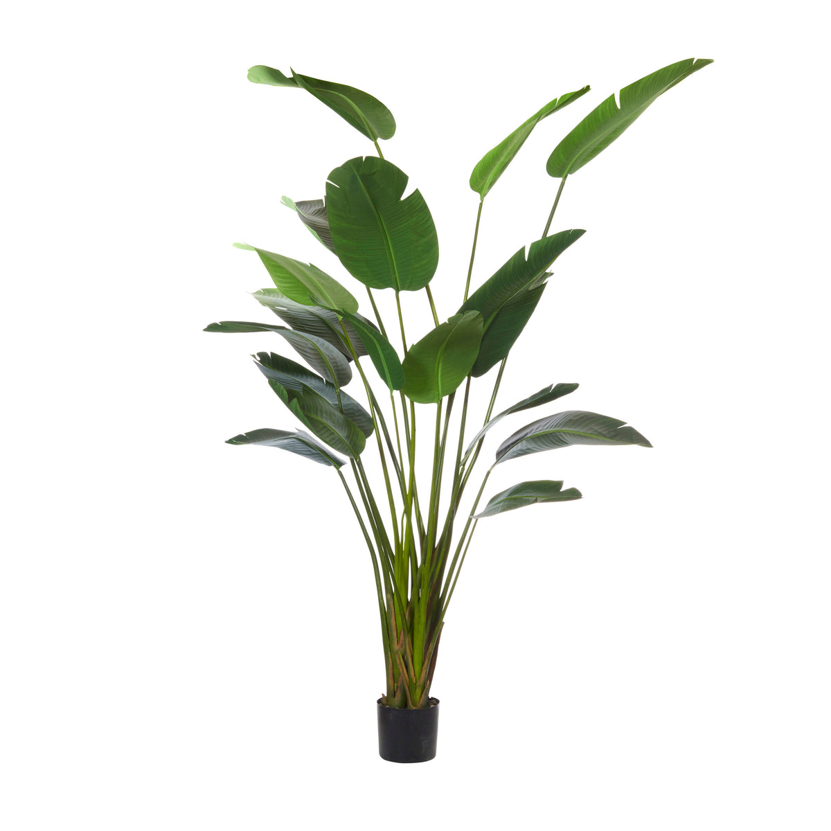 Rogue Giant Bird of Paradise Plant Green