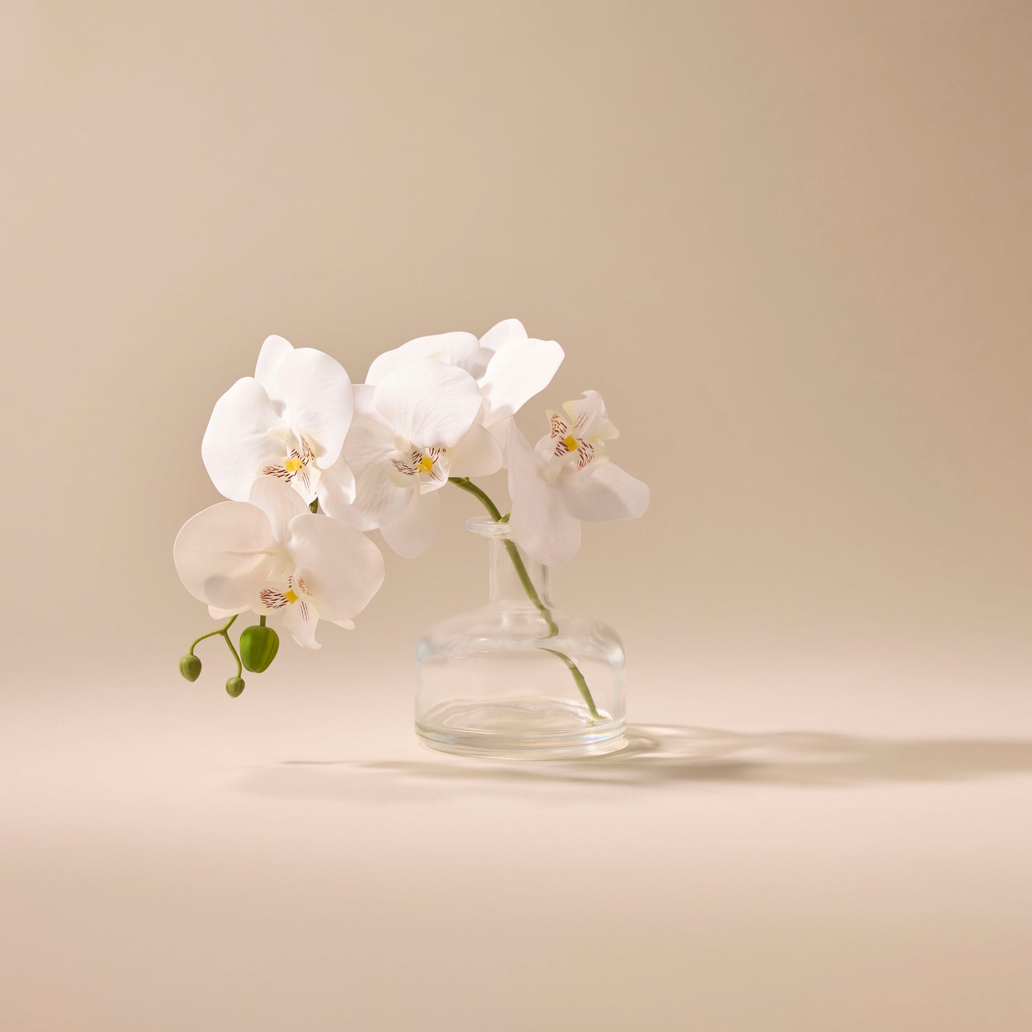 Faux Phalaenopsis in Glass Vase | White - 22cm