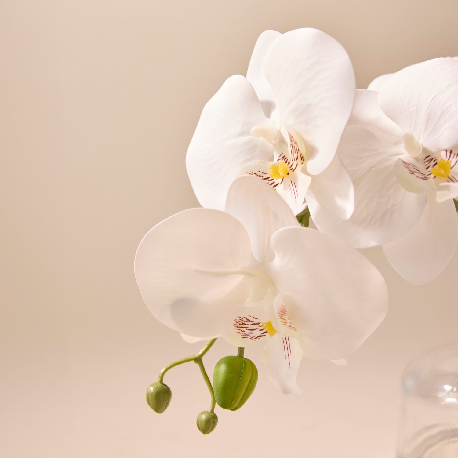 Faux Phalaenopsis in Glass Vase | White - 22cm