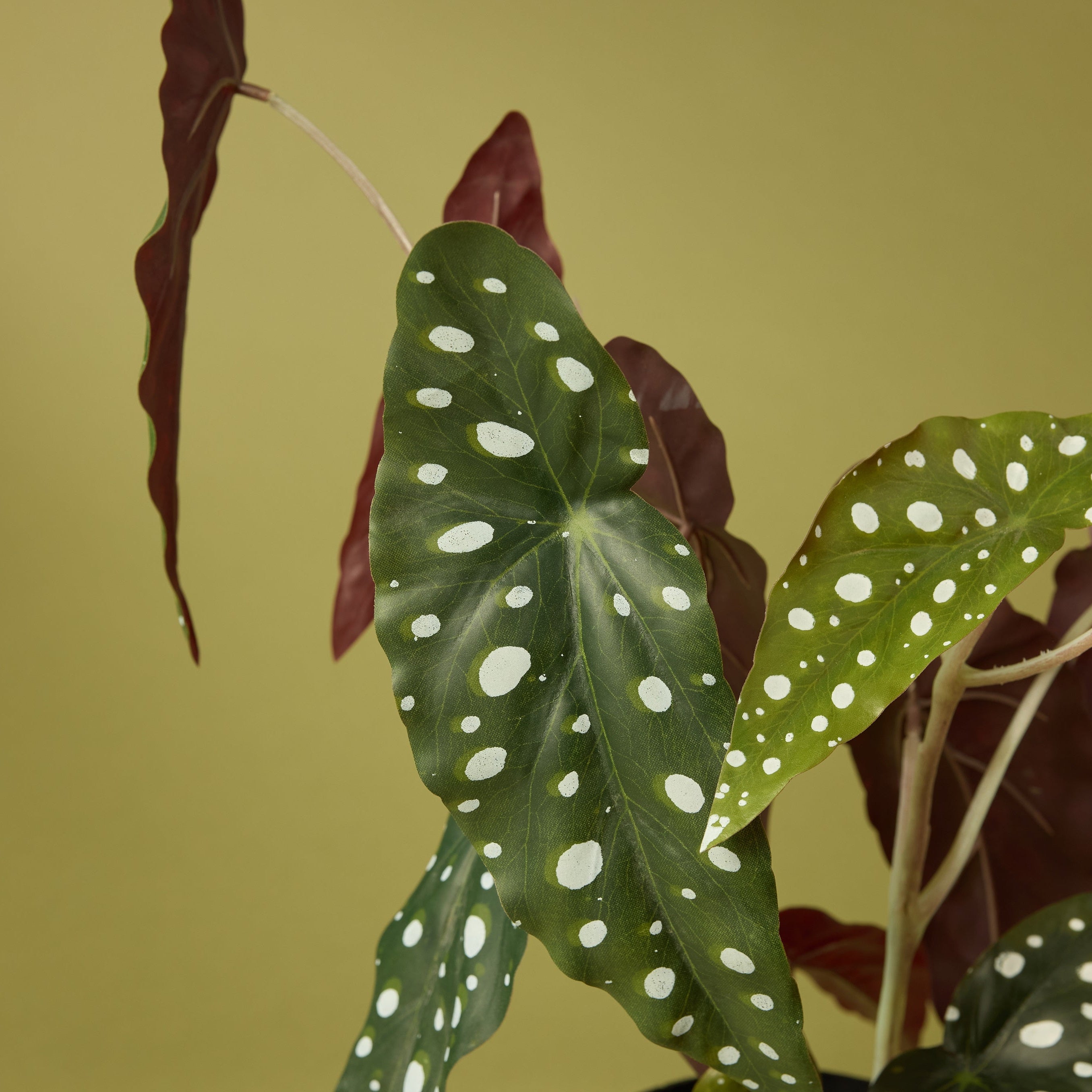 Faux Spotted Begonia | 51cm