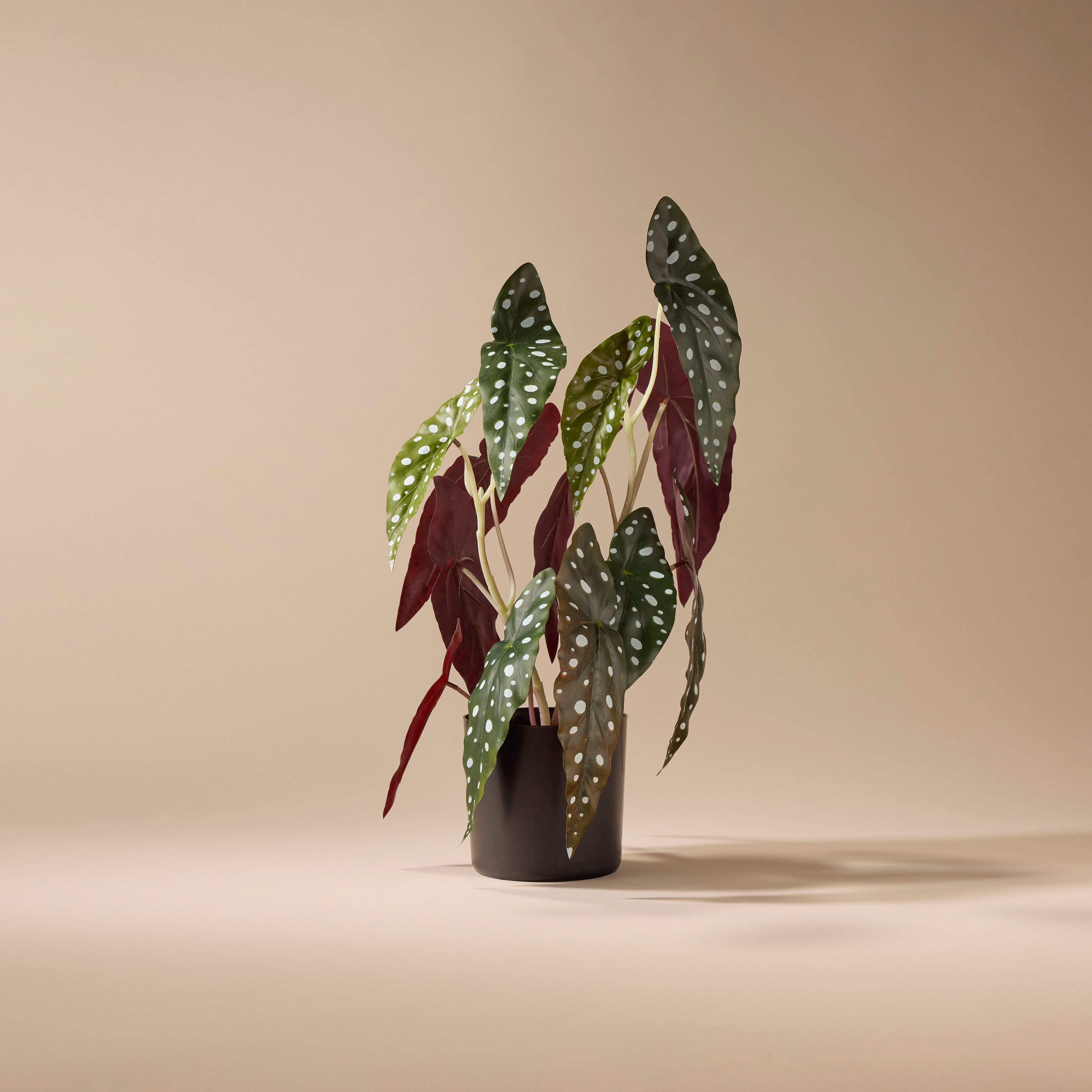 Faux Spotted Begonia | 51cm