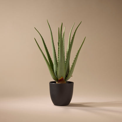 Faux Aloe Plant | 50cm