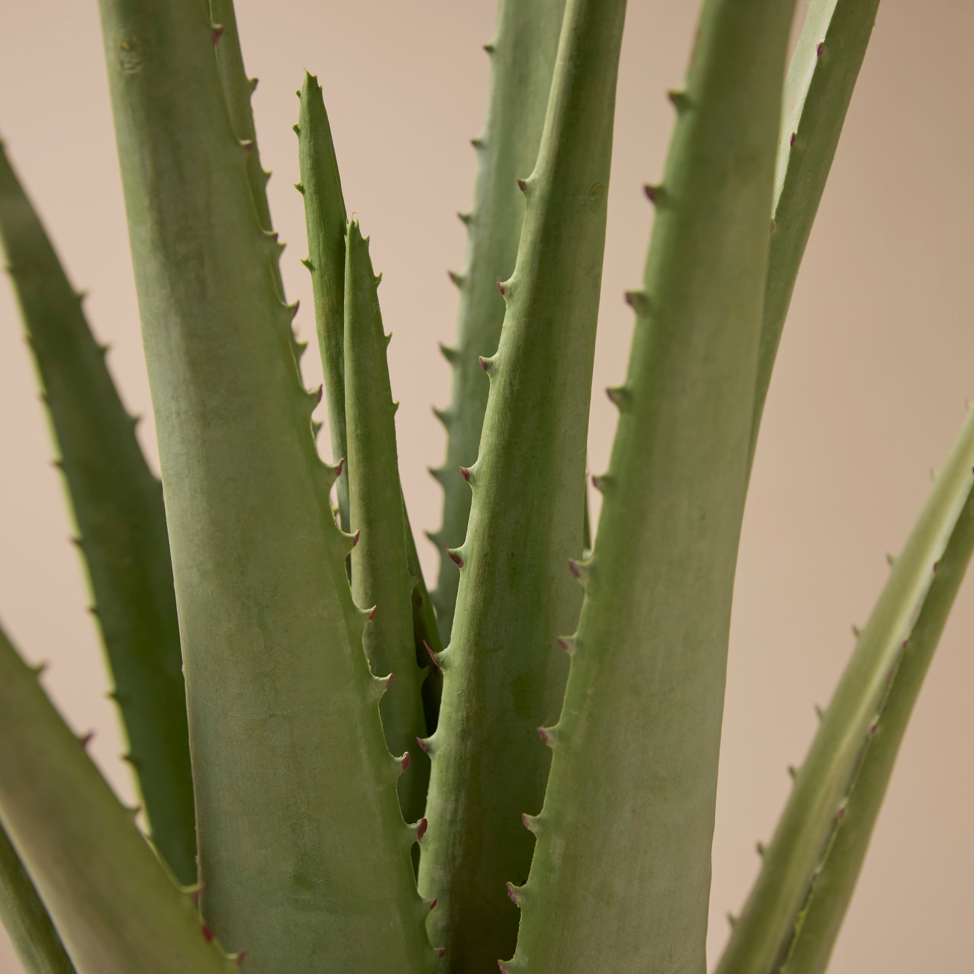 Faux Aloe Plant | 50cm