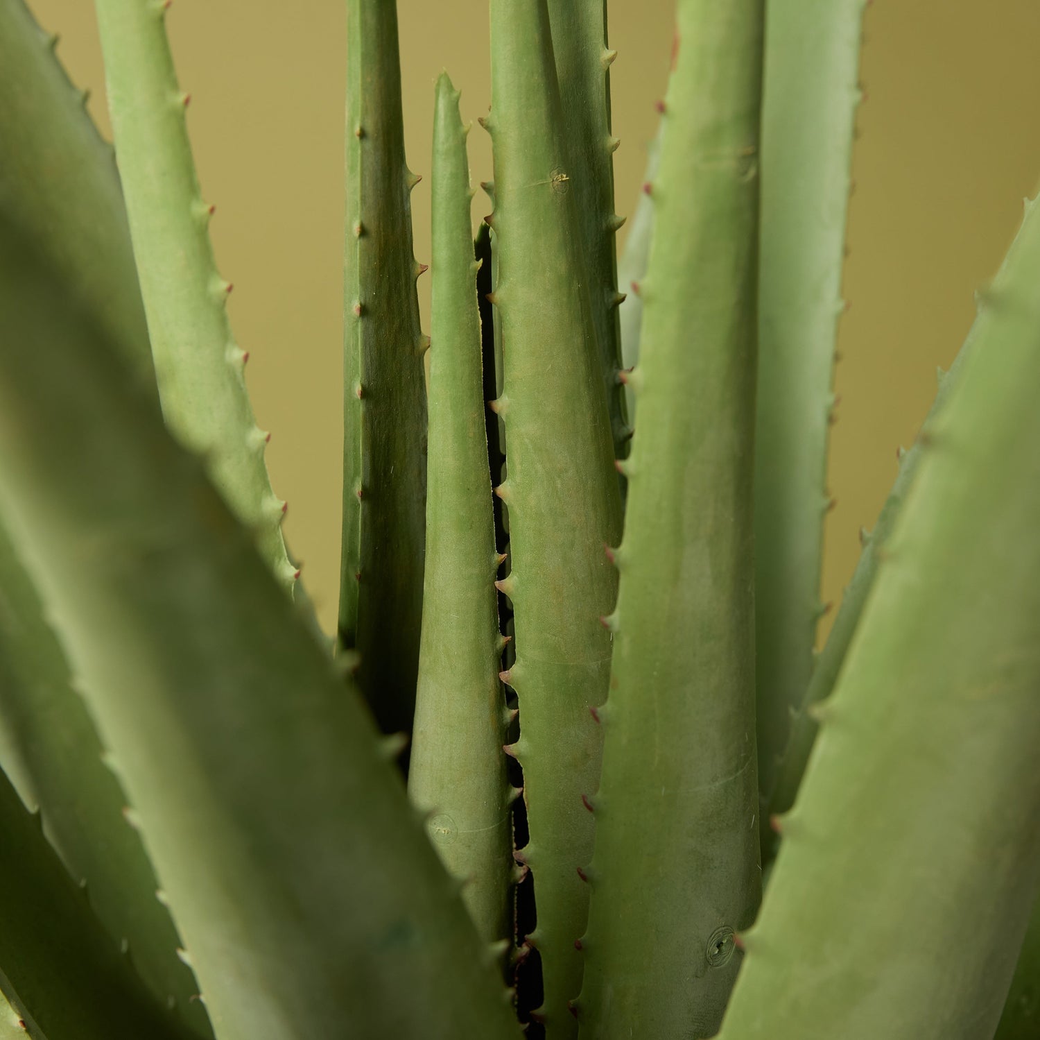 Faux Aloe Plant | 66cm