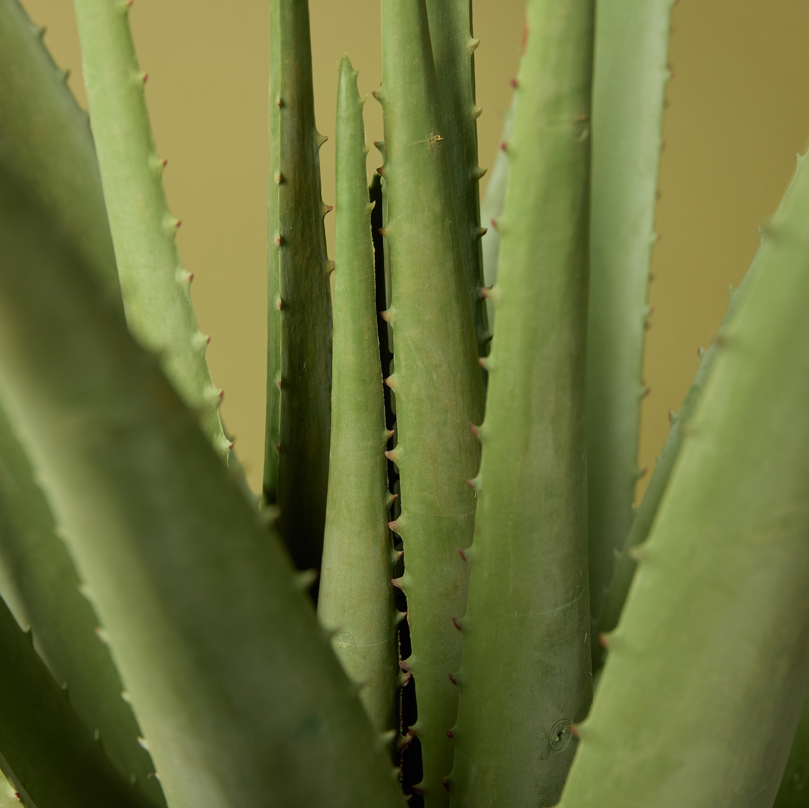 Faux Aloe Plant | 66cm