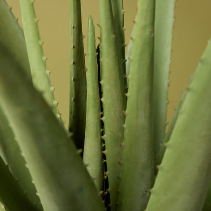Faux Aloe Plant | 66cm