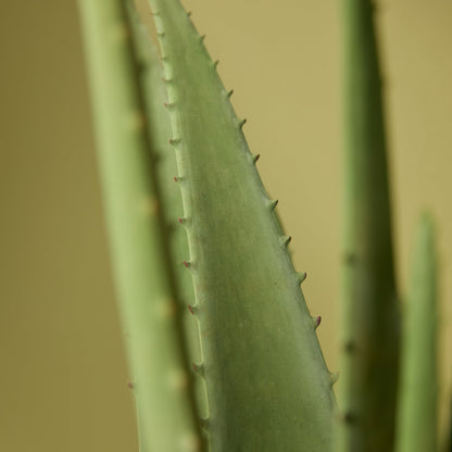 Faux Aloe Plant | 66cm