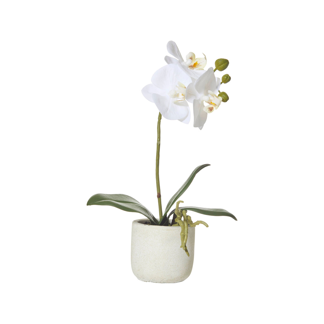 Rogue Butterfly Orchid - Smooth Pot White/Cream