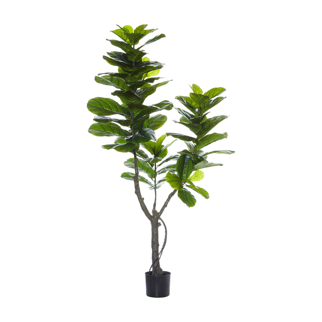 Rogue Giant Fiddle Tree Green