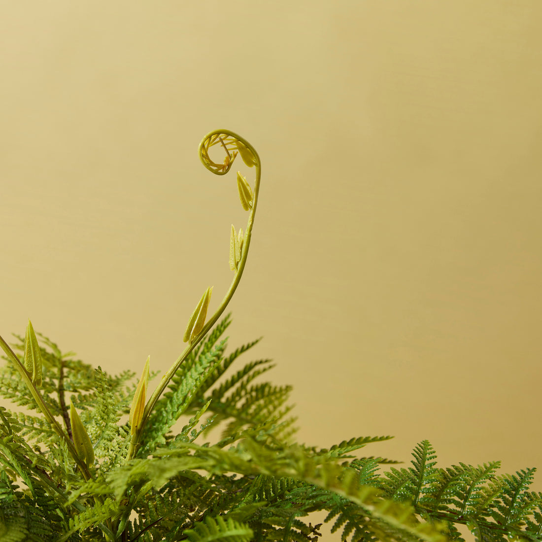 Faux Bracken Fern - Tub Pot | 45cm