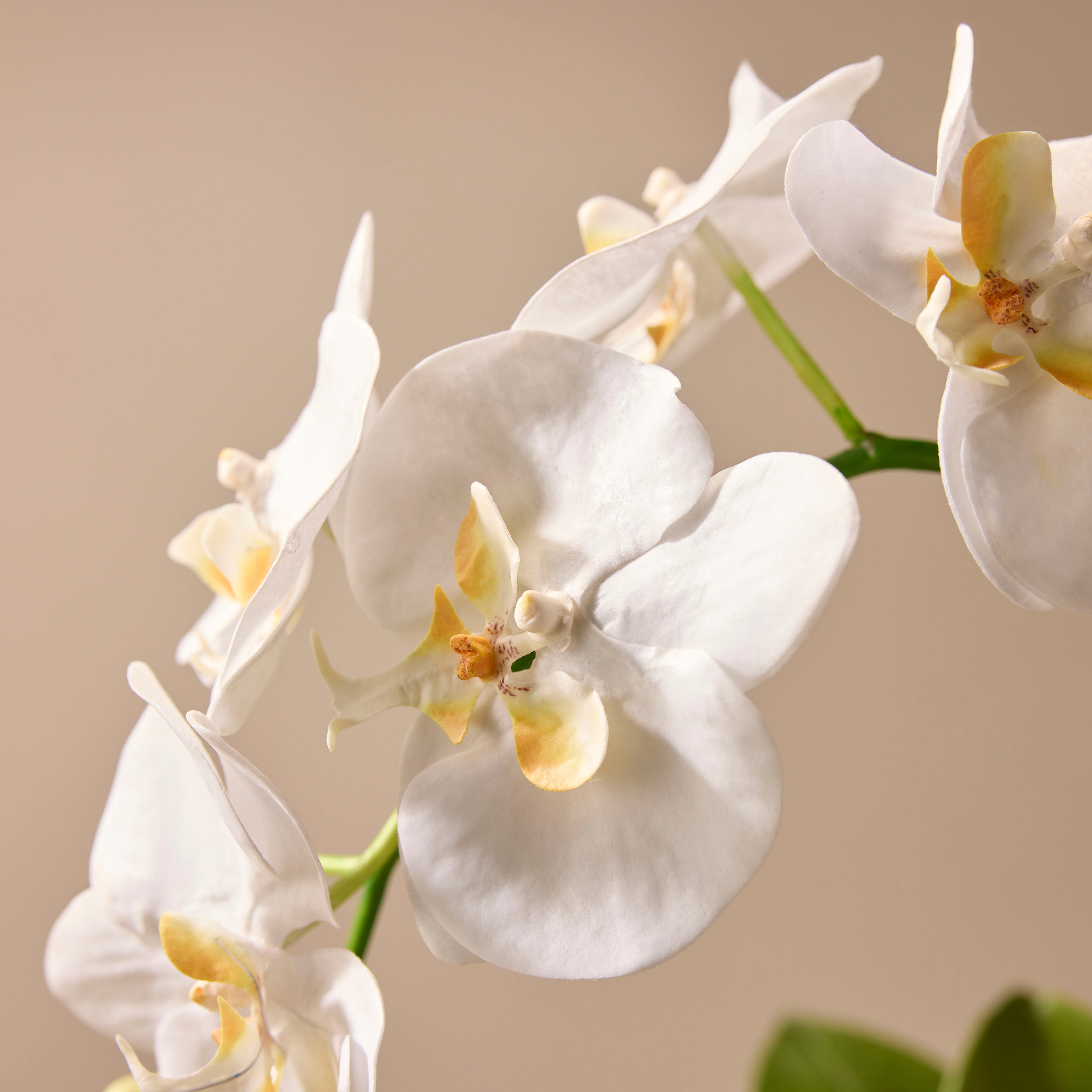 Faux Phalaenopsis Orchid Plant - Maliah Pot | White - 67cm