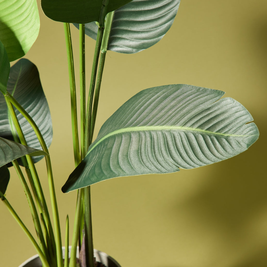 Faux Giant Bird Of Paradise - Cylinder Planter | 145cm