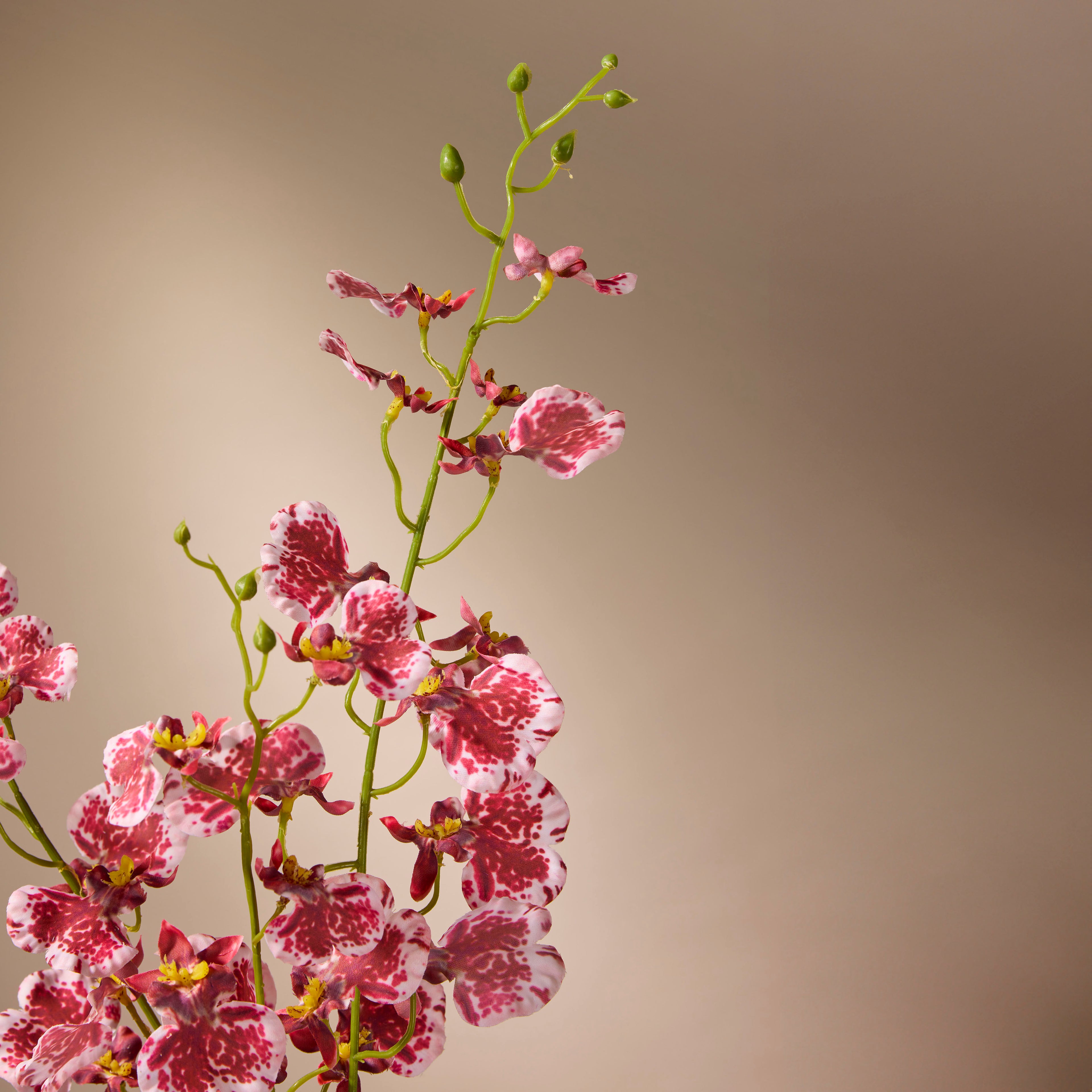 Faux Dancing Orchid Spray | Burgundy - 98cm