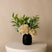 Grand Hydrangea Eucalyptus Mix - Maliah Pot | Black | Three Birds Set