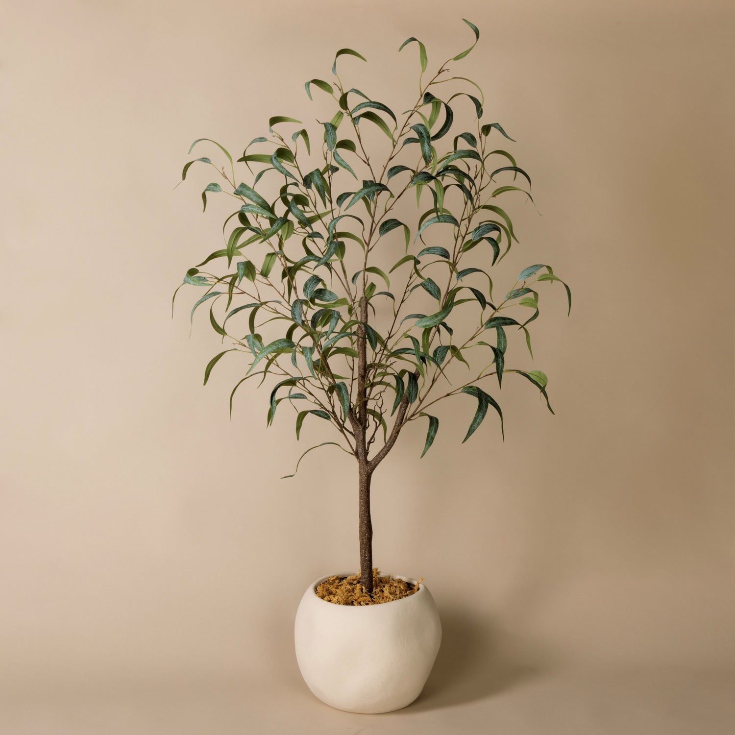 Eucalyptus Willow Tree - Lyon Planter | 127cm | Three Birds Set