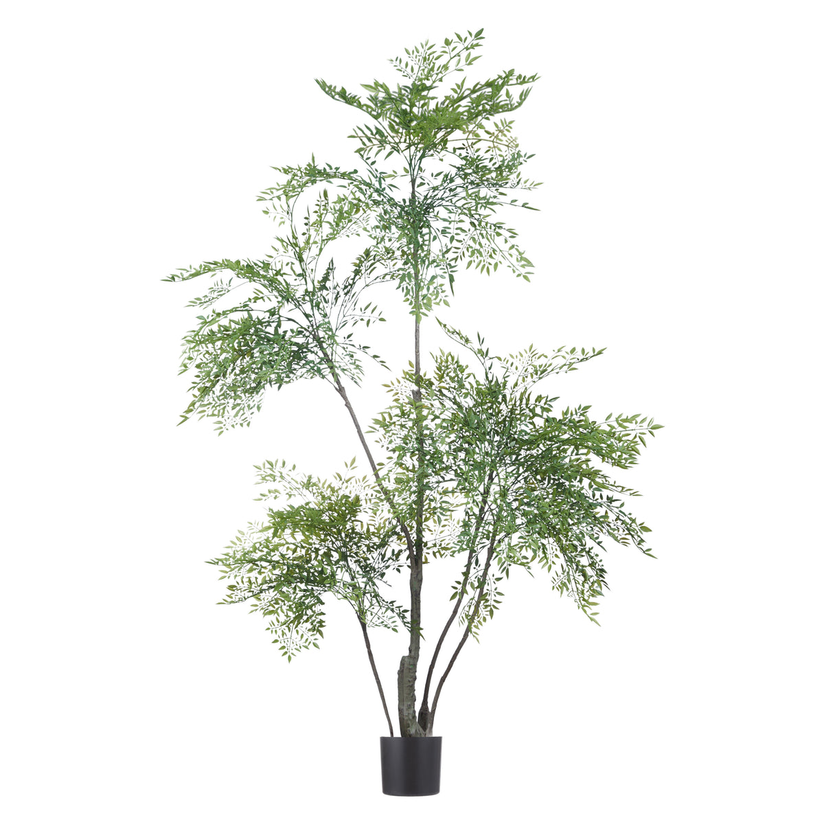 Rogue Ficus Tree Green