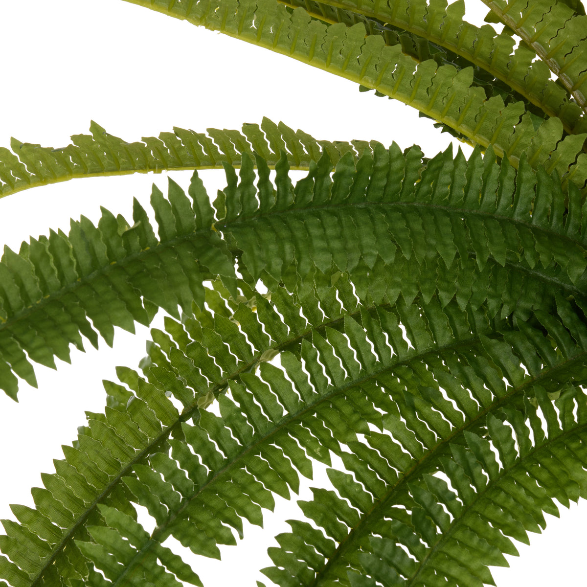 Rogue Boston Wall Fern Green