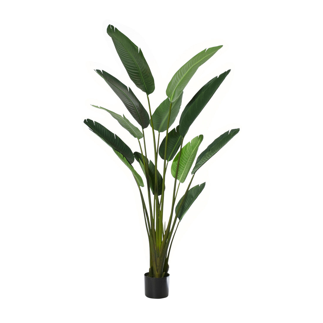 Rogue Giant Bird of Paradise Plant Green