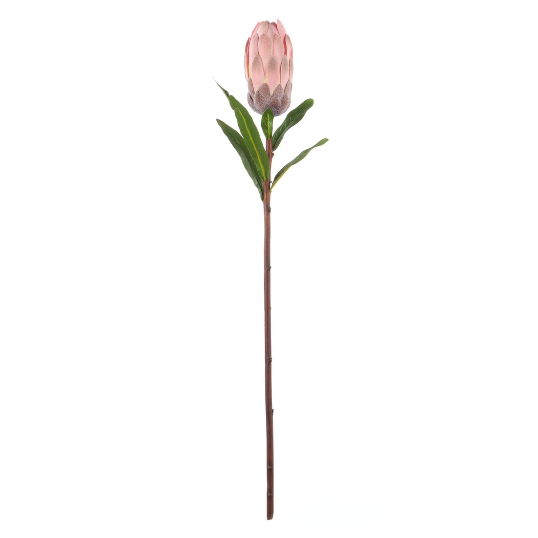 Rogue Protea Stem Pink