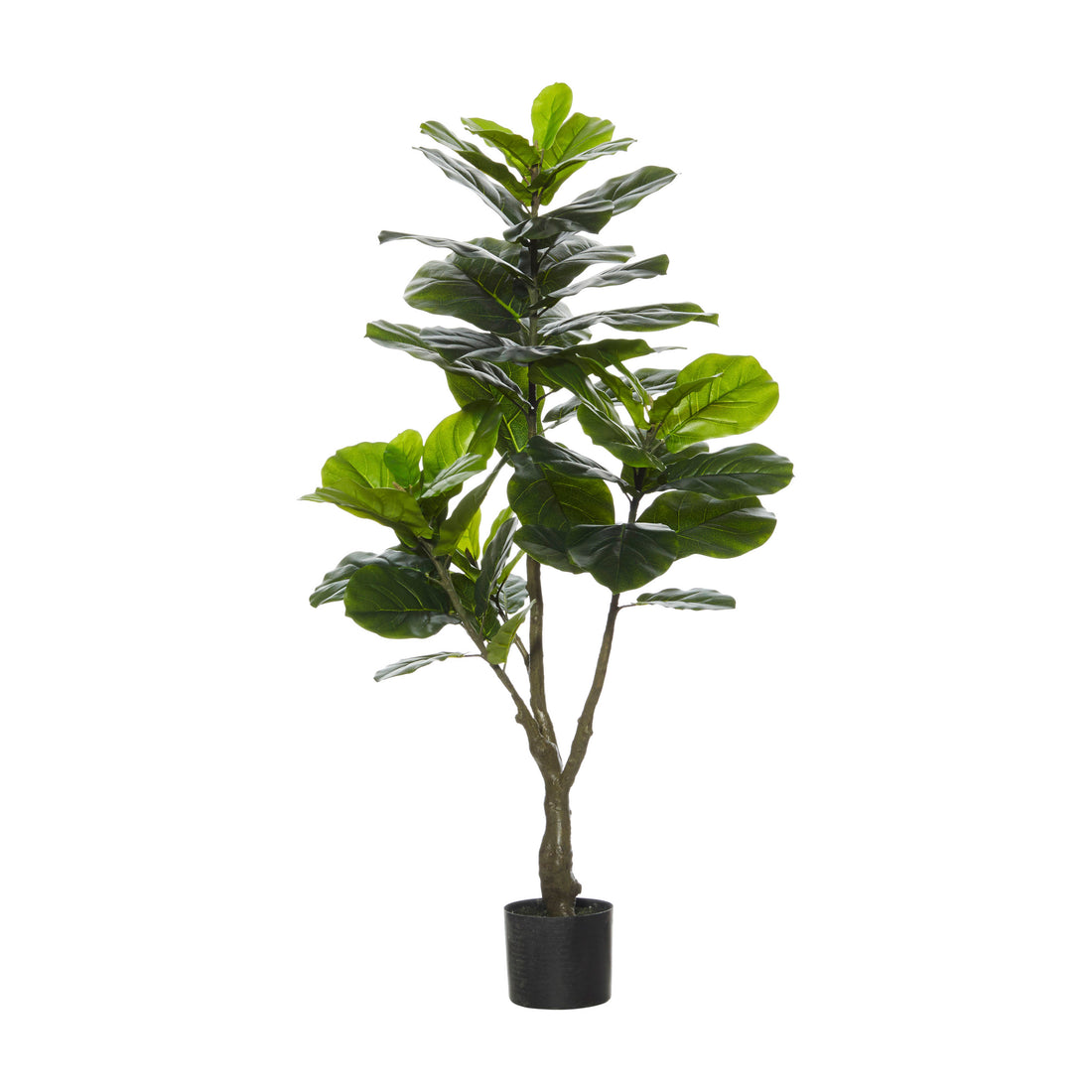 Rogue Giant Fiddle Tree Green