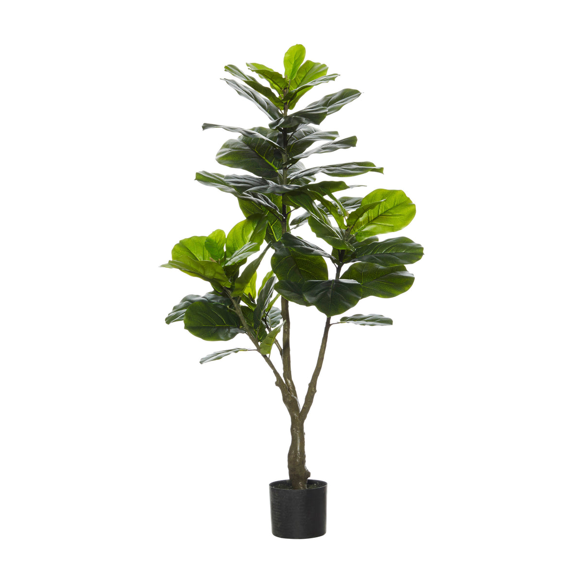 Rogue Giant Fiddle Tree Green