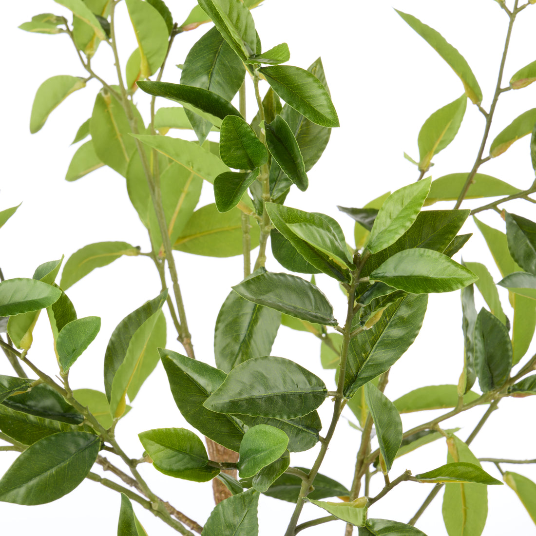 Rogue Ficus - Lyon Organic Bowl Planter Natural