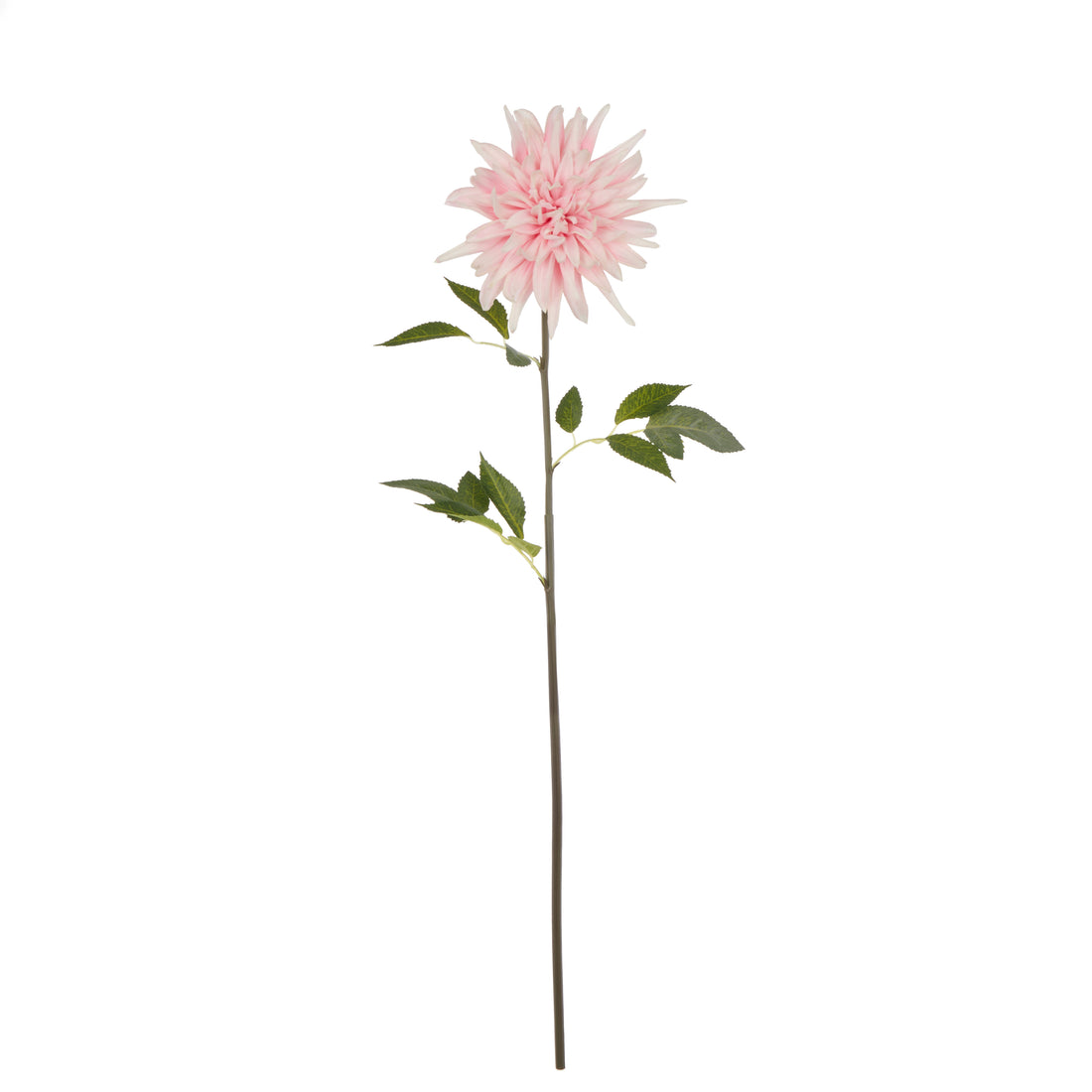 Rogue Dahlia Stem Pink