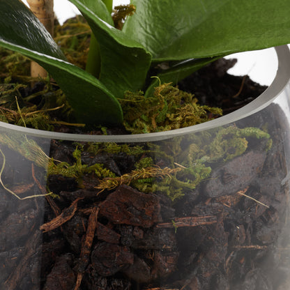 Rogue Phalaenopsis Stem - Classic Bowl White