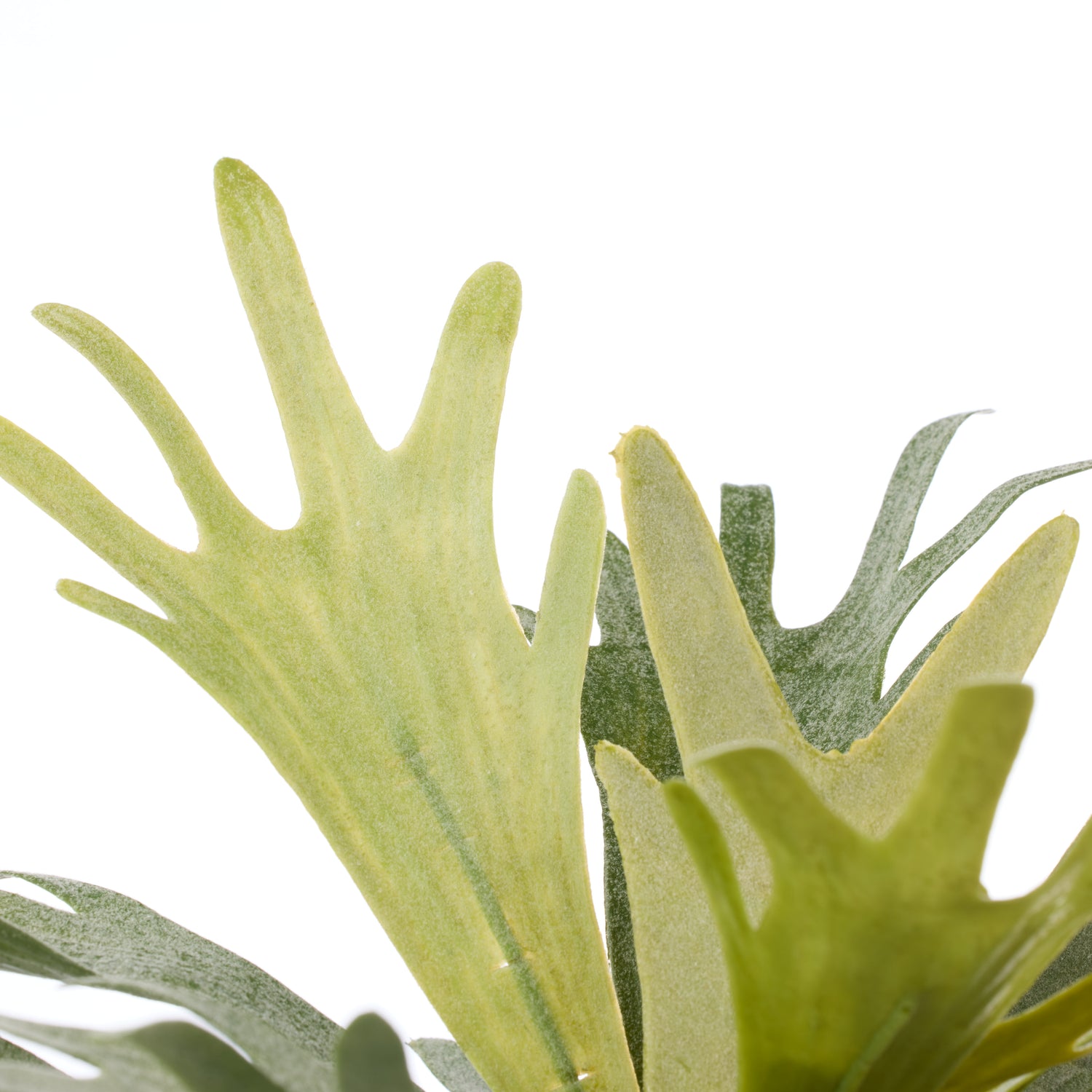 Faux Staghorn Fern - Maliah Wide Pot | Cream - 27cm
