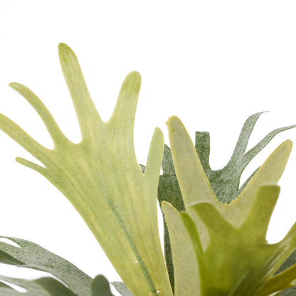 Faux Staghorn Fern - Maliah Wide Pot | Cream - 27cm