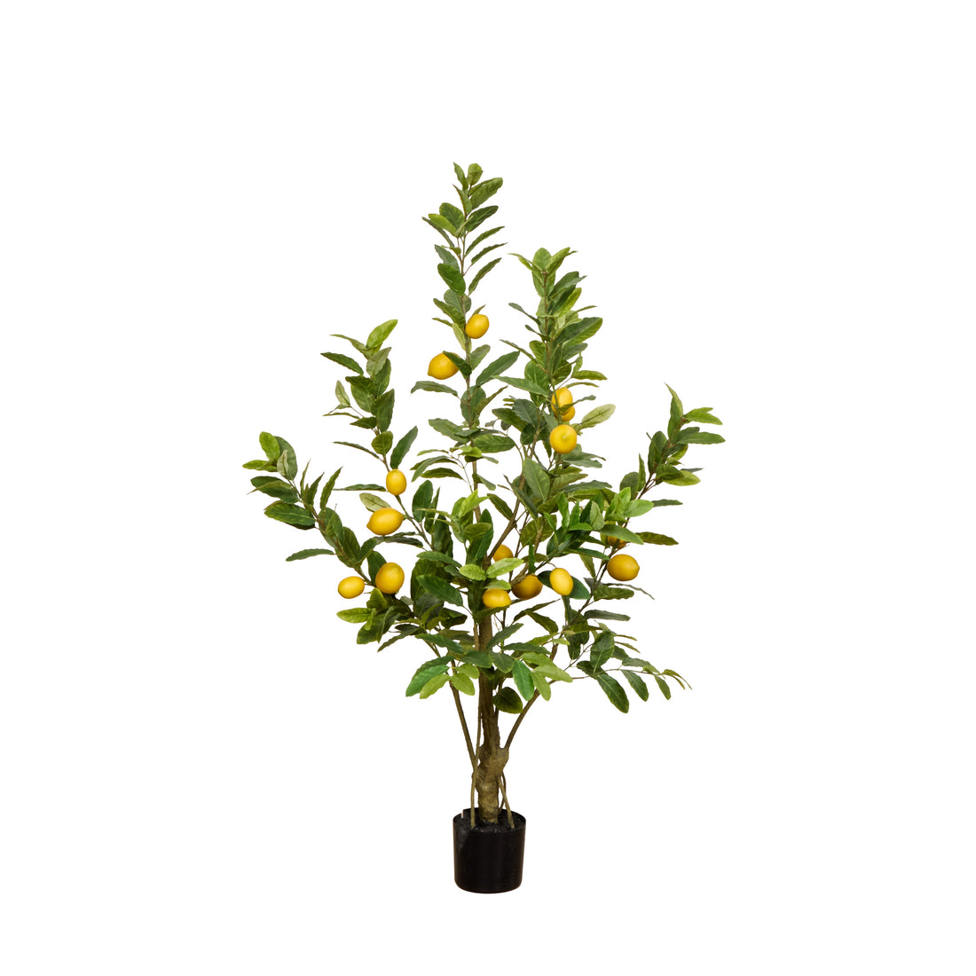 Rogue Lemon Tree - Garden Pot Yellow