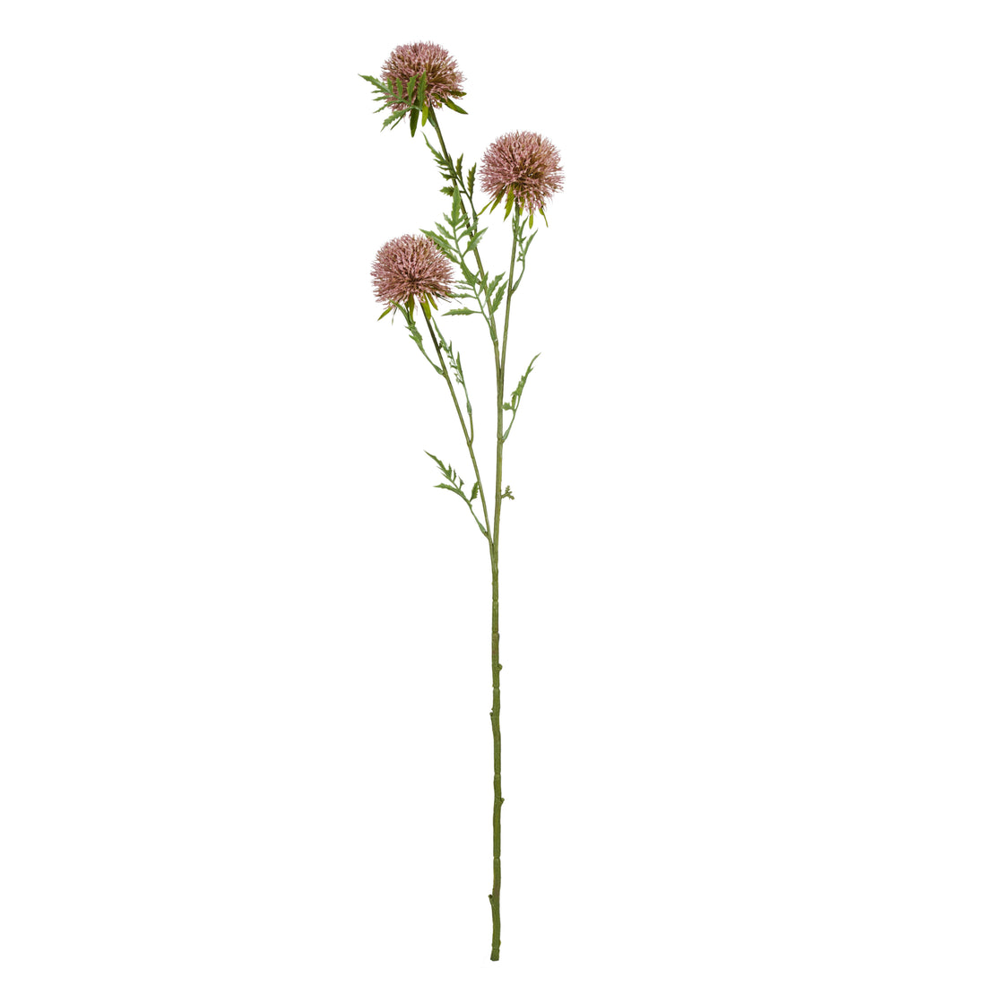 Rogue Allium Spray Pink
