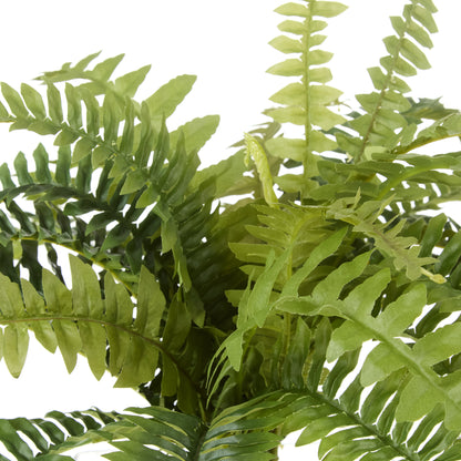 Rogue Boston Fern Bush Green