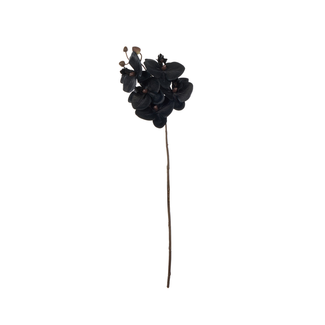 Faux Phalaenopsis Orchid Stem| Black - 56cm