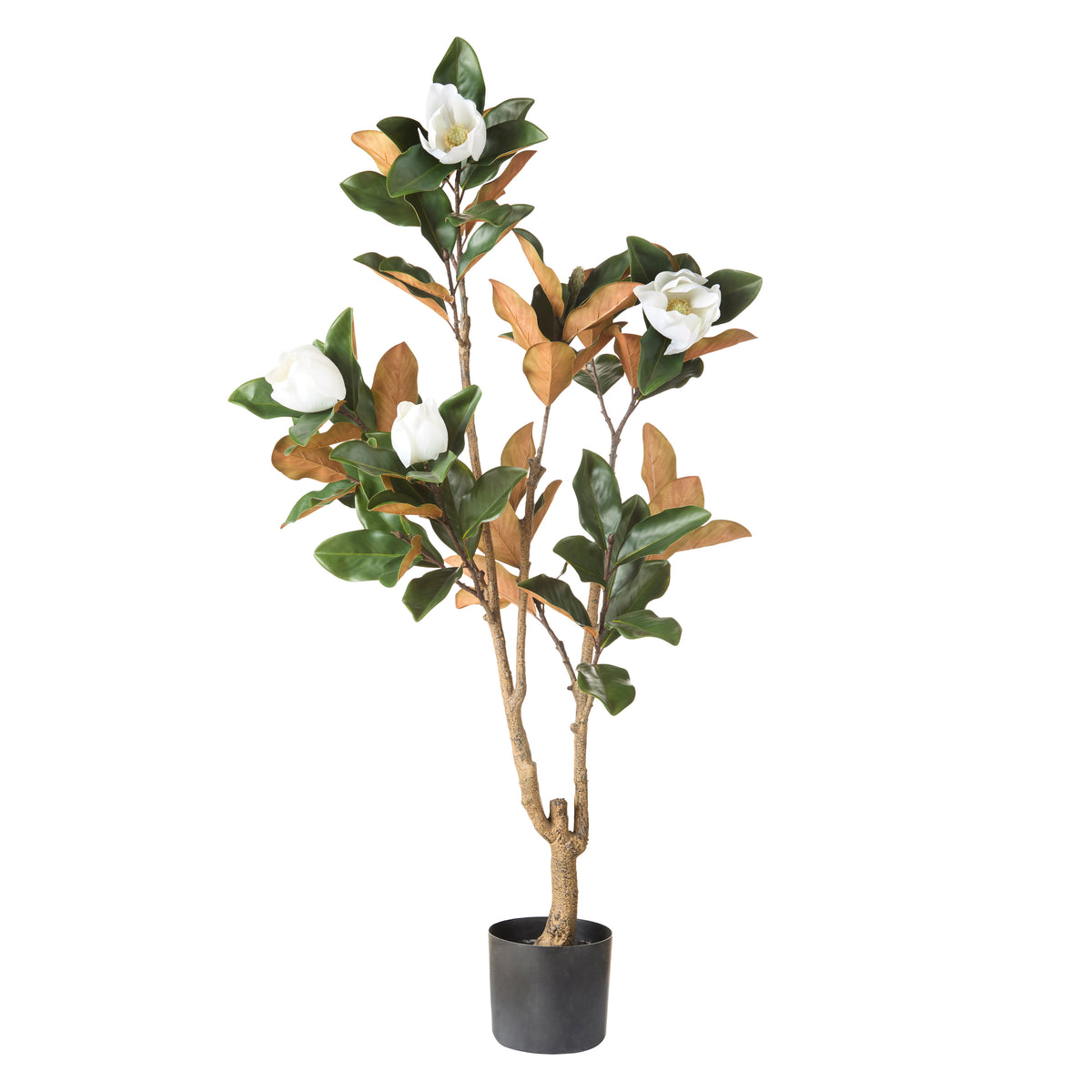 Rogue Magnolia Tree Green