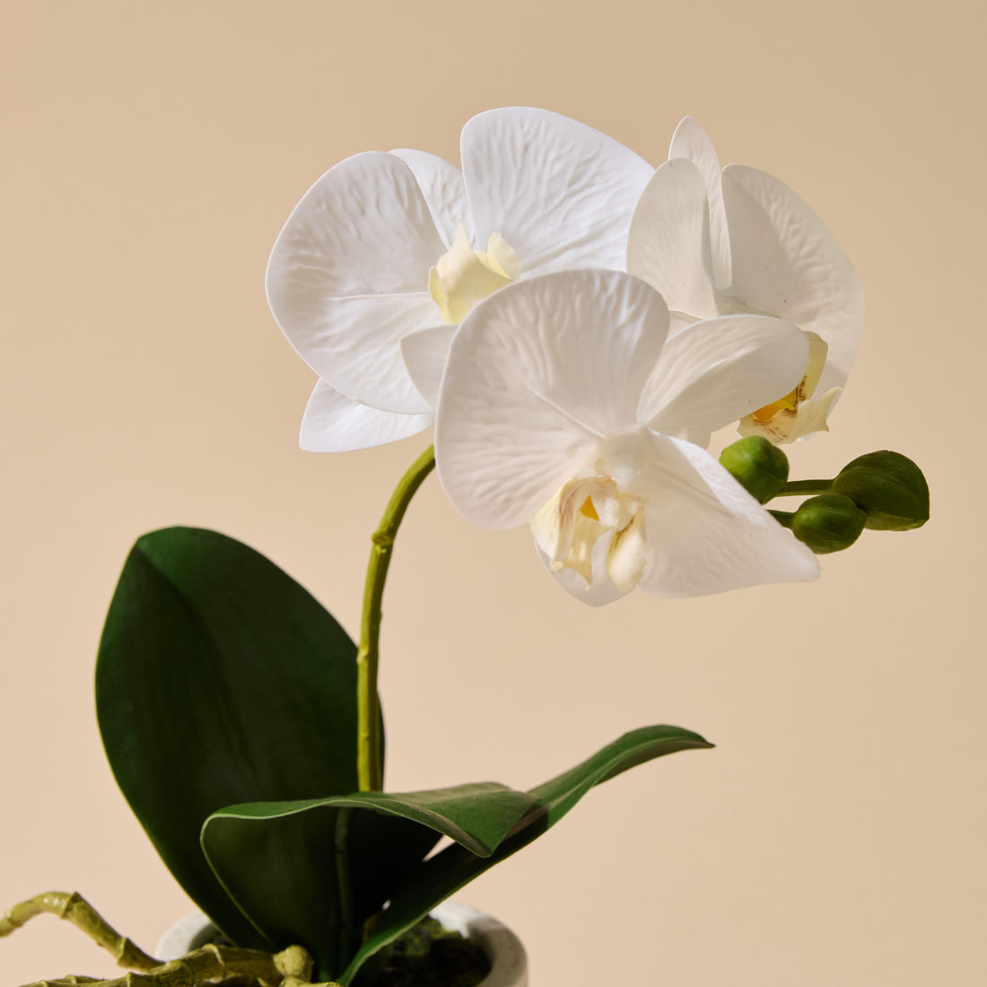 Faux Butterfly Orchid - Smooth Pot | 30cm