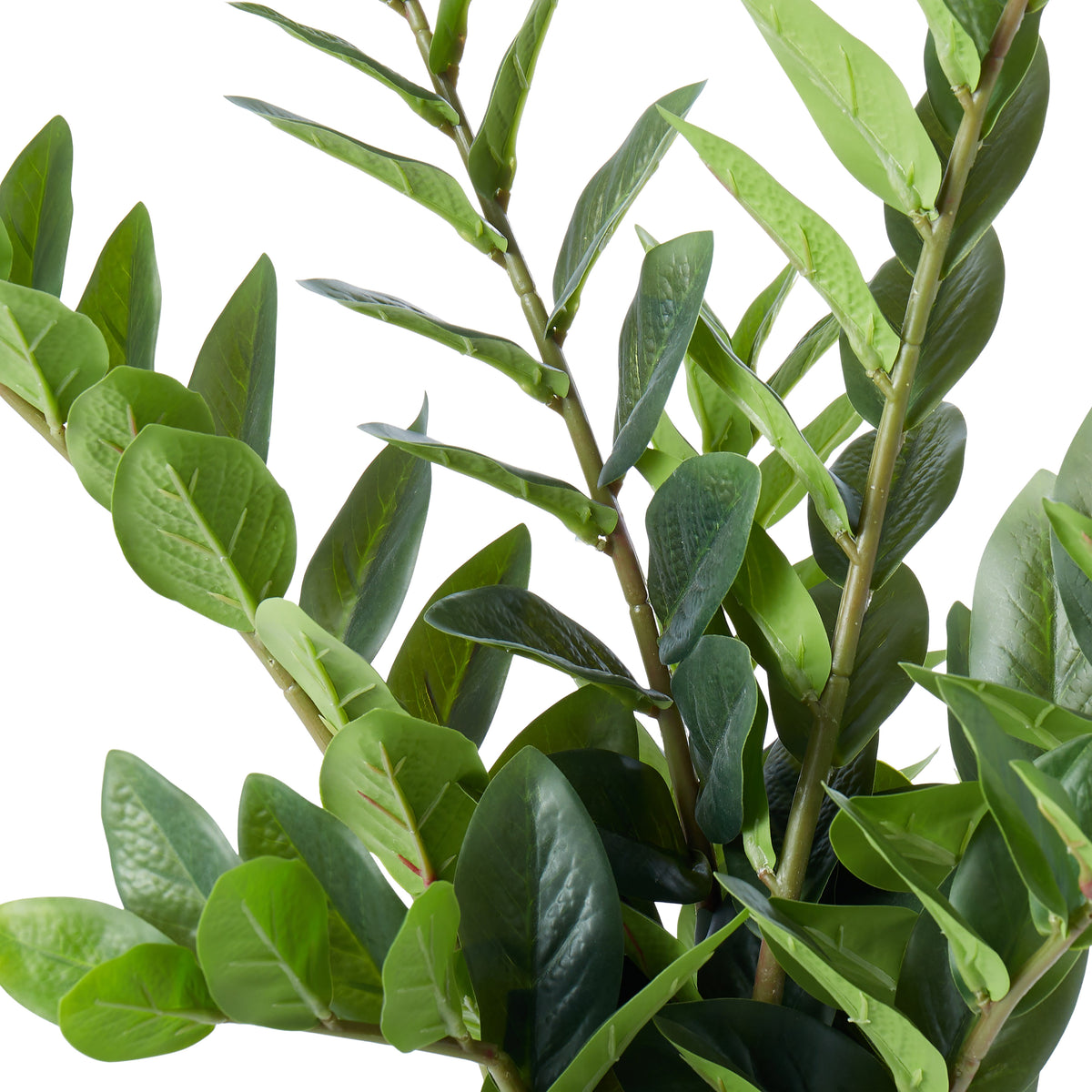 Rogue Zanzibar Gem - Garden Pot Green
