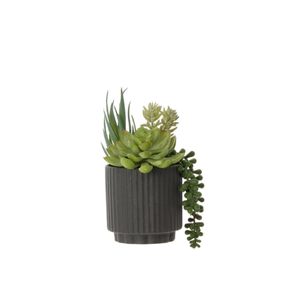 Rogue Aloe Succulent Mix Pot Green &amp;  Black