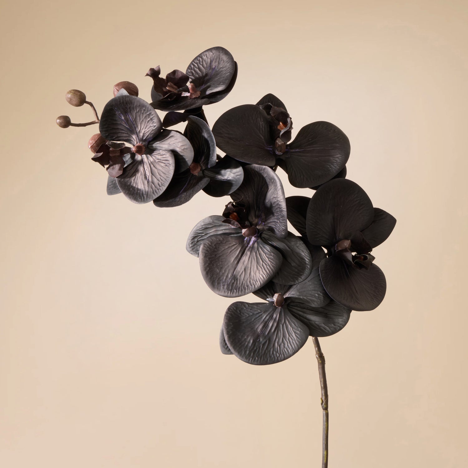 Faux Phalaenopsis Orchid Stem | Black - 72cm