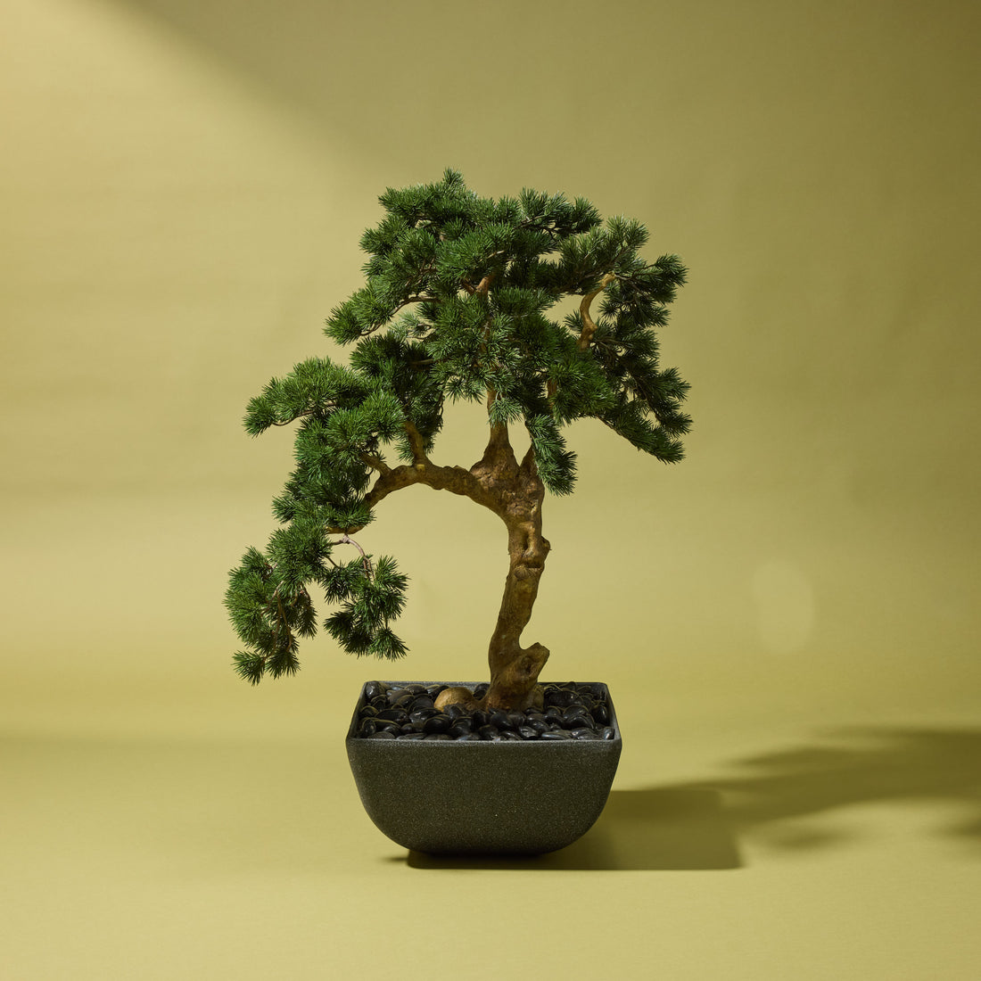 Faux Pine Bonsai Tree - Oslo Pot | Black - 100cm