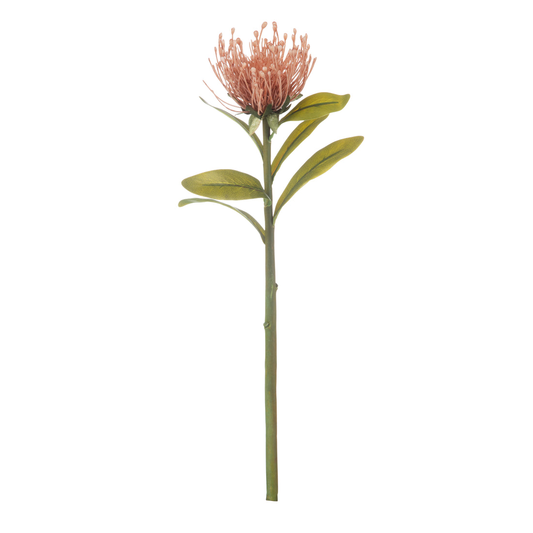 Rogue Pincushion Stem Pink
